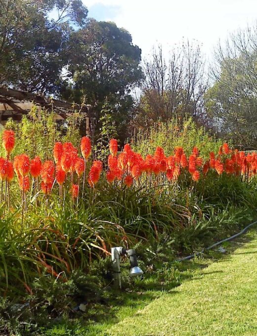 Red Hot Pokers 'Kniphofia'
