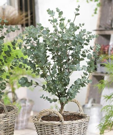 Eukalyptus gunnii