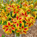 Lilium 'Pieton'