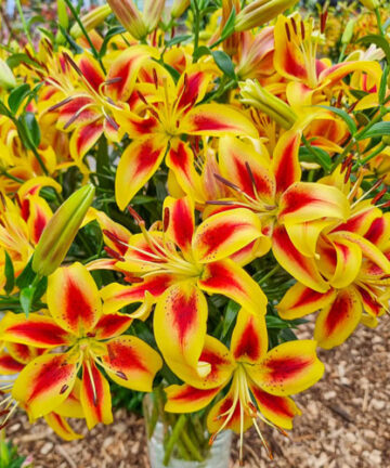 Lilium 'Pieton'