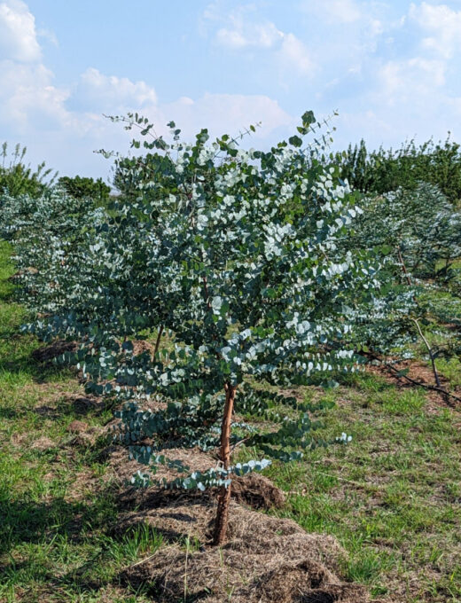 Eukalyptus Cinerea