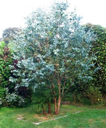 eukalyptus gunnii