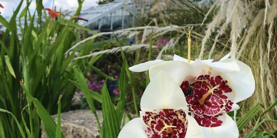 Tigridia Pavonia