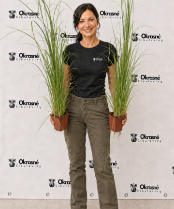 cortaderia