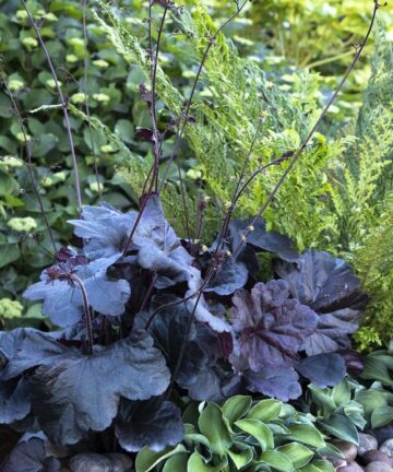 Heuchera Obsidian