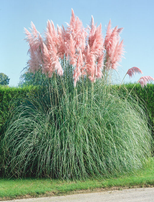 Cortaderia selloana Rosea