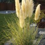 Cortaderia selloana Pumila