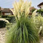 Cortaderia selloana White Plum