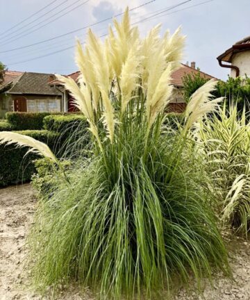Cortaderia selloana White Plum