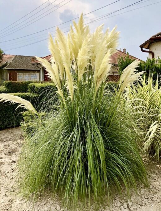 Cortaderia selloana White Plum
