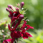 Lobélia speciosa Fan Burgundy