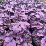 Heuchera <br> XXL
