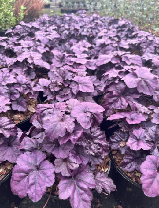 Heuchera XXL