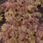 Heuchera Caramel