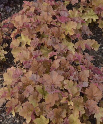 Heuchera Caramel