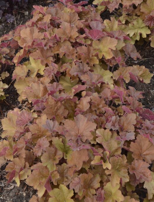 Heuchera Caramel