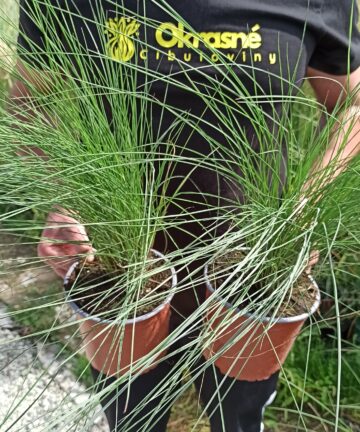 Muhlenbergia capillaris