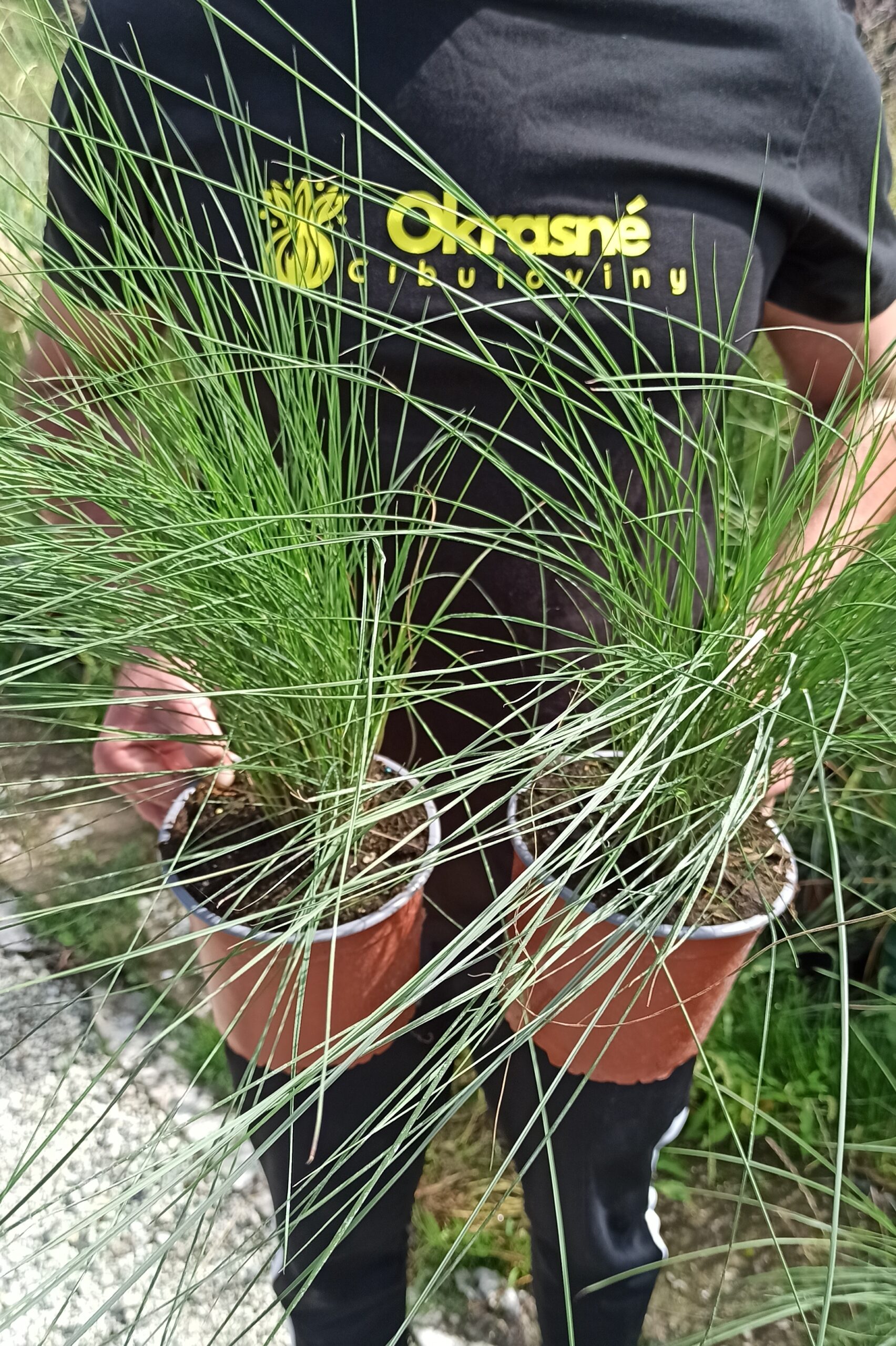 muhlenbergia capilaris Muhlenbergia capillaris