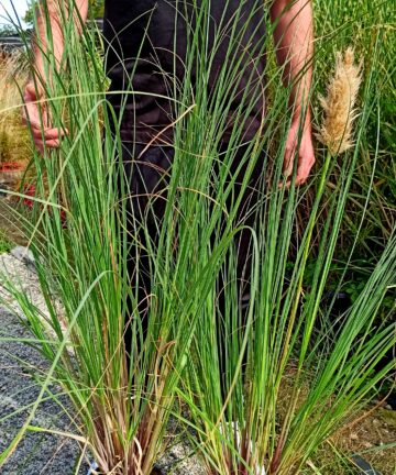 cortaderia pumila