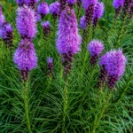 Liatris