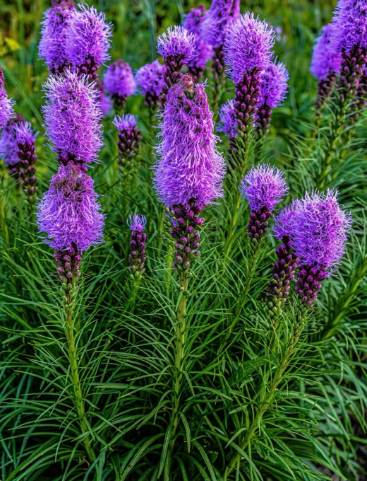 Liatris