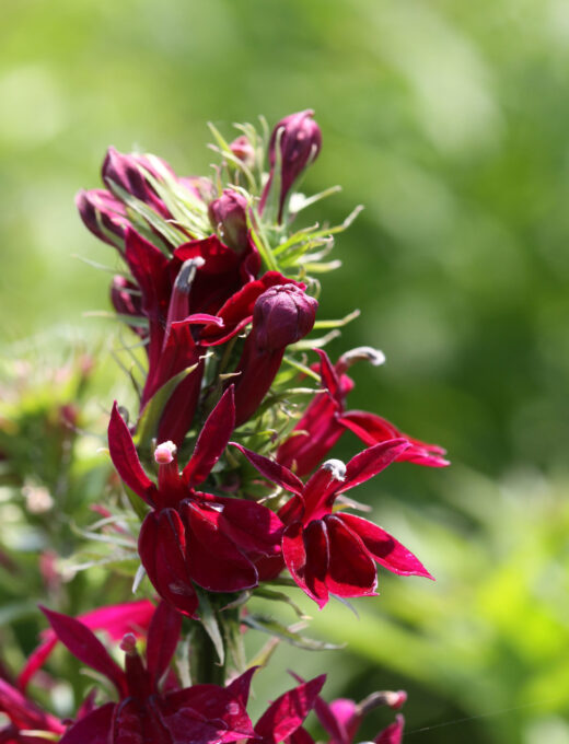 Lobélia speciosa Fan Burgundy