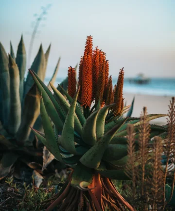 Aloe vera