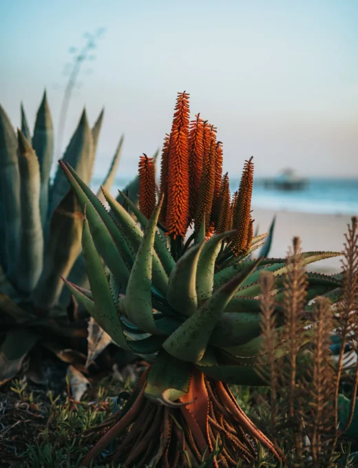 Aloe vera