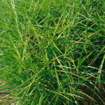 Carex Muskingumensis