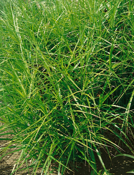 Carex Muskingumensis