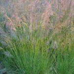 Deschampsia 'Goldtau'