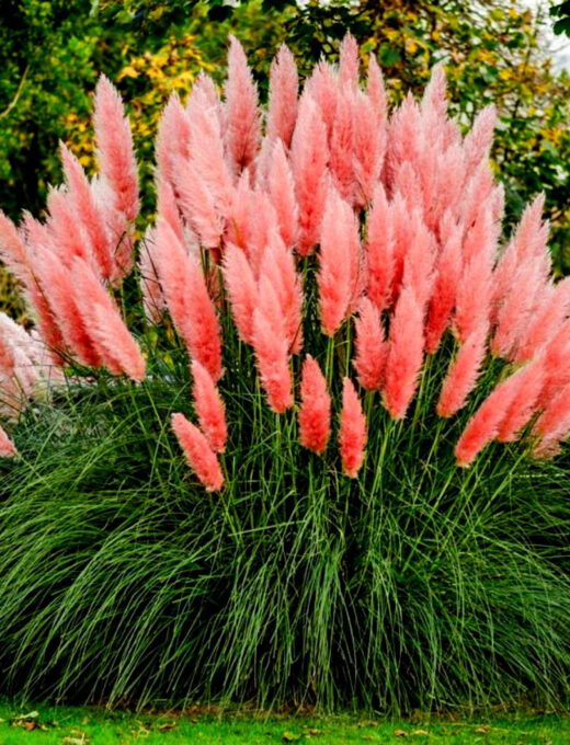 Cortaderia Rosea