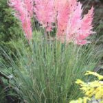 Cortaderia selloana Rosea