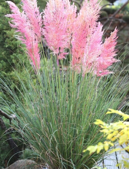 Cortaderia selloana Rosea