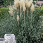 Cortaderia selloana <br> Pumila
