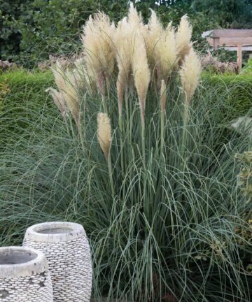 Cortaderia selloana Pumila