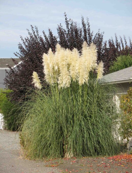 Cortaderia selloana White Plum