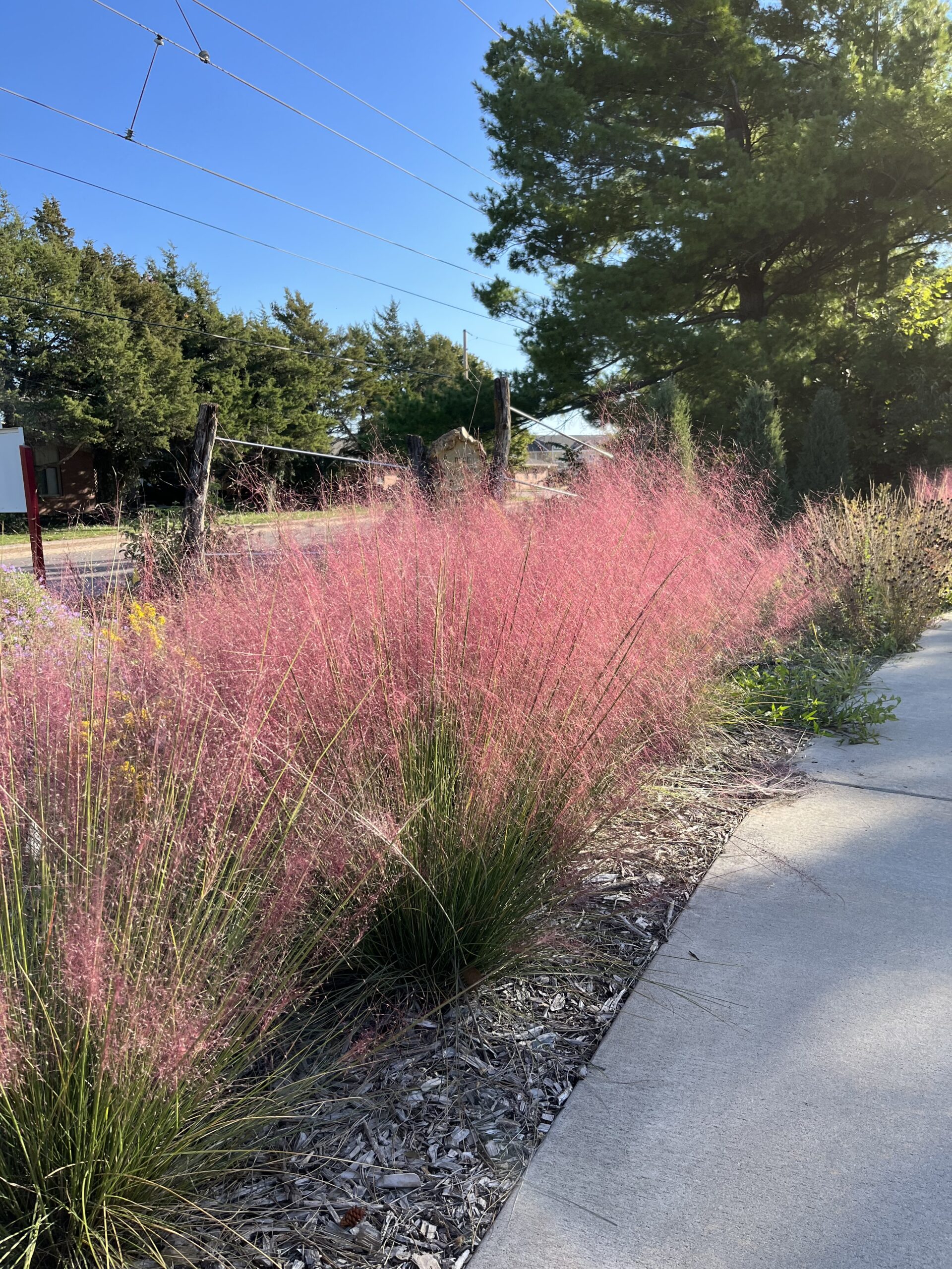 Muhlenbergia capilaris Muhlenbergia capillaris
