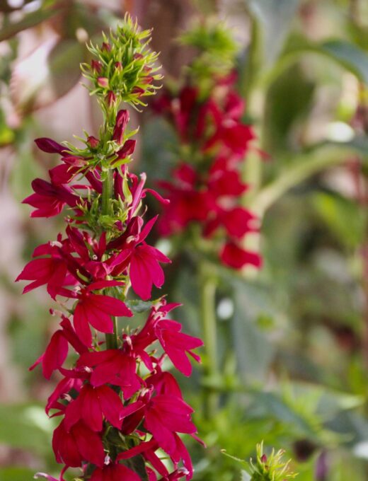Lobélia speciosa Fan Burgundy