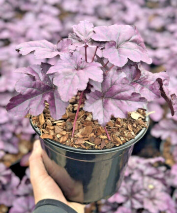 Heuchera XXL