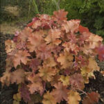 Heuchera Caramel