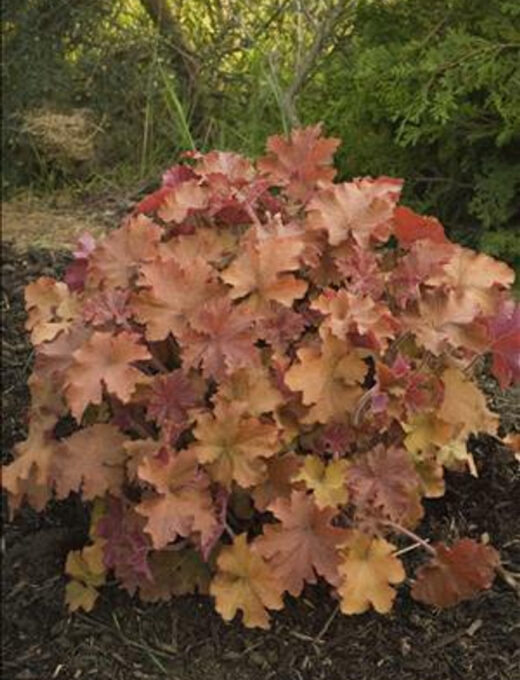 Heuchera Caramel