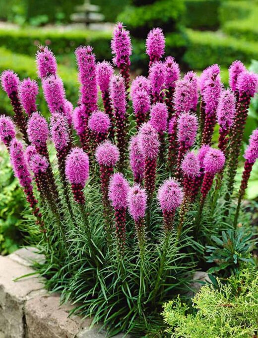 Liatris