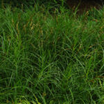 Carex muskingumensis