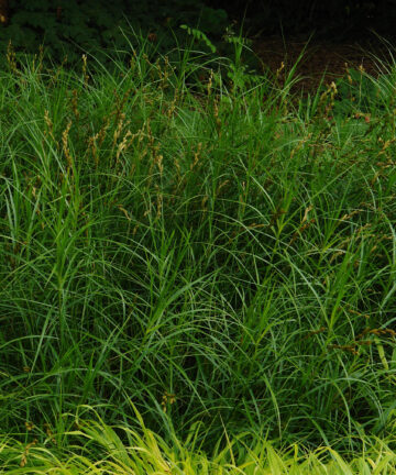 Carex muskingumensis