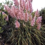 Cortaderia selloana Rosea