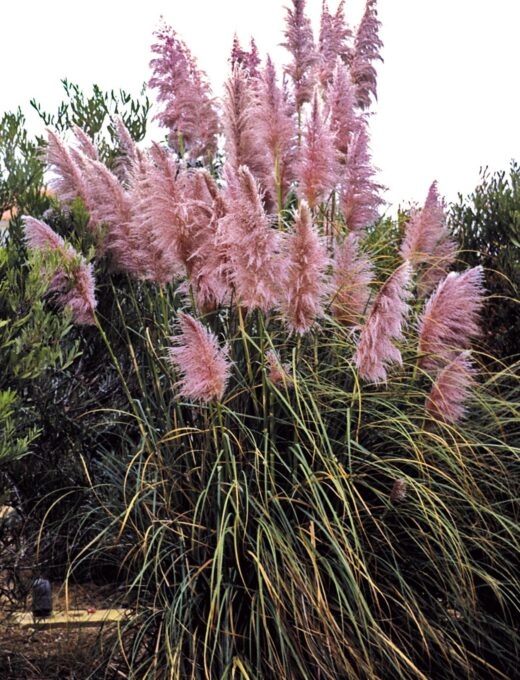 Cortaderia selloana Rosea
