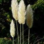 Cortaderia selloana Pumila
