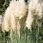 Cortaderia selloana White Plum