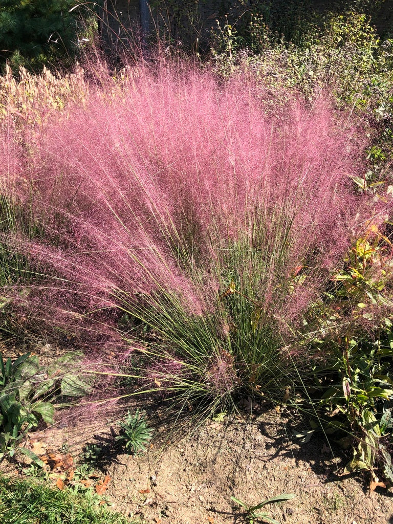 Muhlenbergia capilaris Muhlenbergia capillaris
